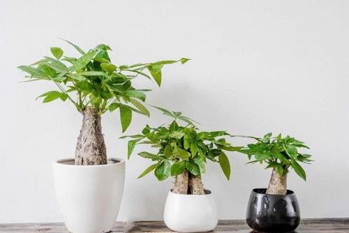 Cay canh de ban tuoi Dau