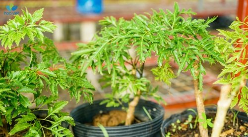 Cây đinh lăng có nhiều giá trị cả mặt dinh dưỡng, chữa bệnh và phong thủy Cay dinh lang co nhieu gia tri ca mat dinh duong, chua benh va phong thuy