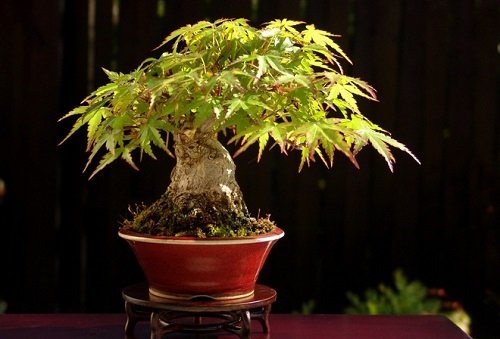 Tác dụng phong thủy của cây đinh lăng Tac dung phong thuy cua cay dinh lang