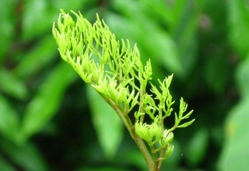 Cây đinh lăng, nhân sâm của người nghèo Cay dinh lang, nhan sam cua nguoi ngheo