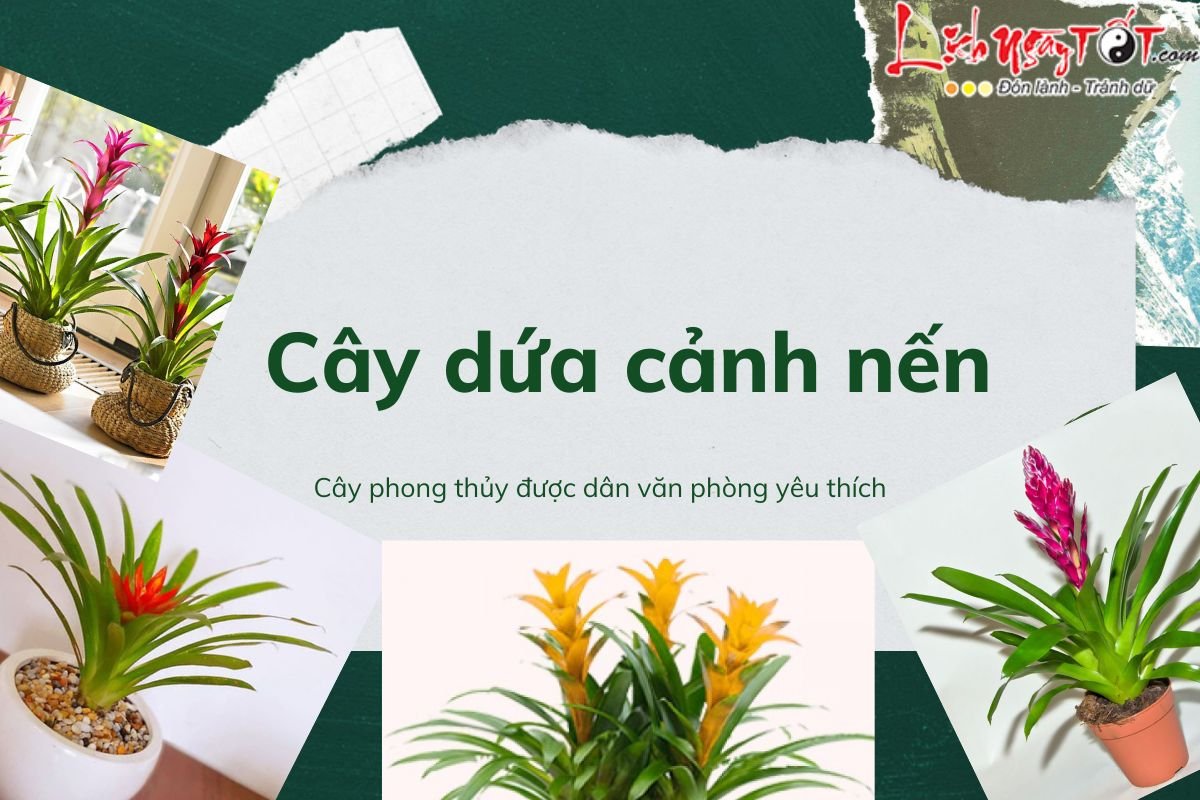 Cay dua canh nen phong thuy la gi