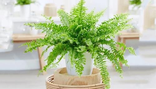 cay duong xi phong thuy