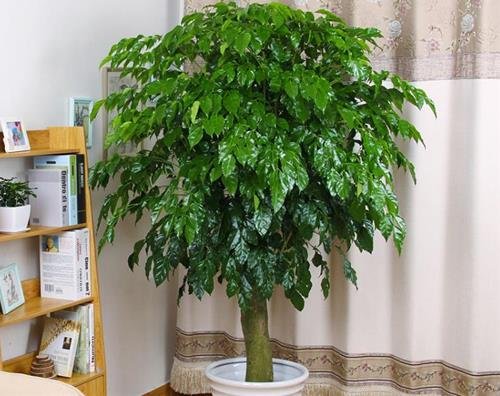 cây cảnh may mắn cho phòng khách dịp Tết cay canh may man cho phong khach dip Tet