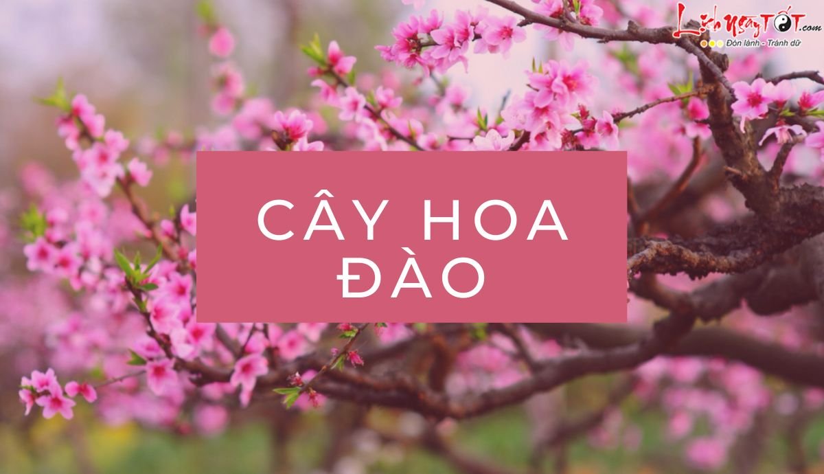 cay hoa dao la gi