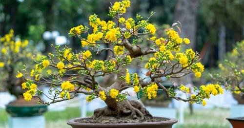 Cay hoa mai de trang tri