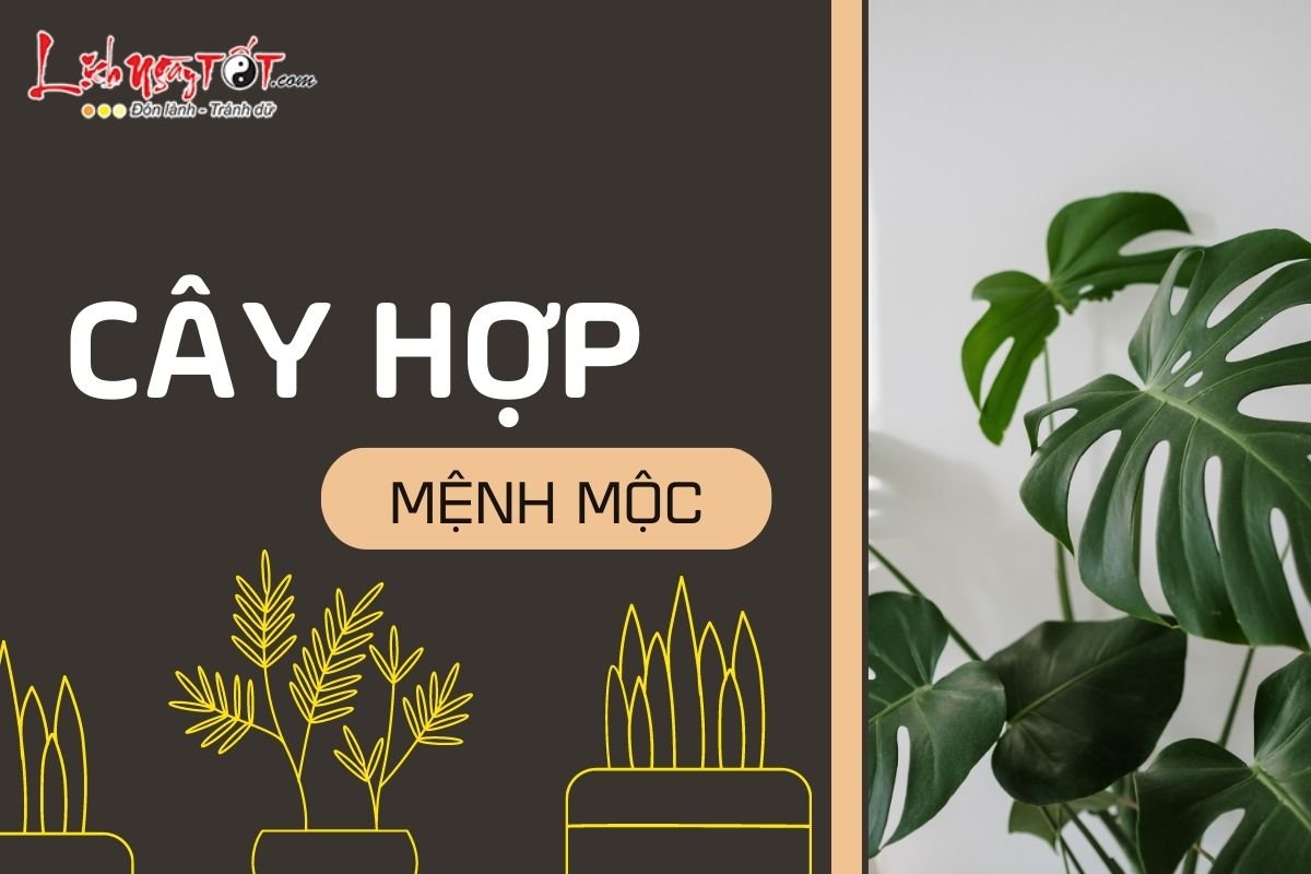 Cay hop menh Moc