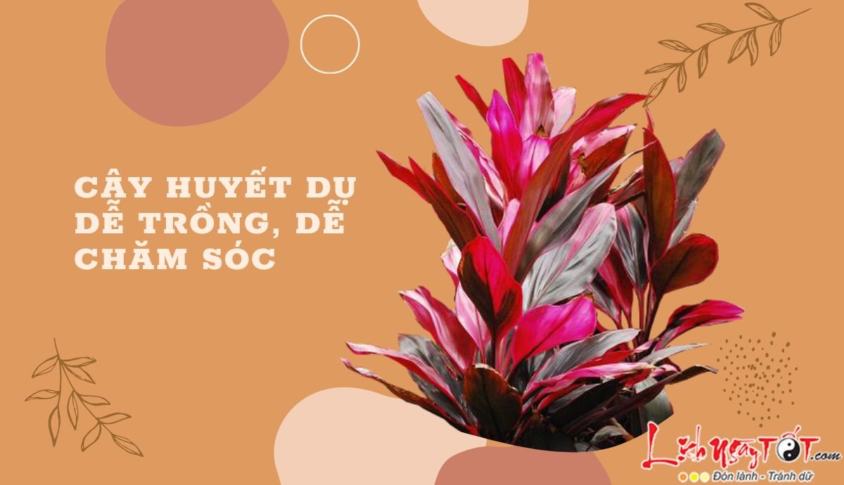 Cay huyet du de cham soc