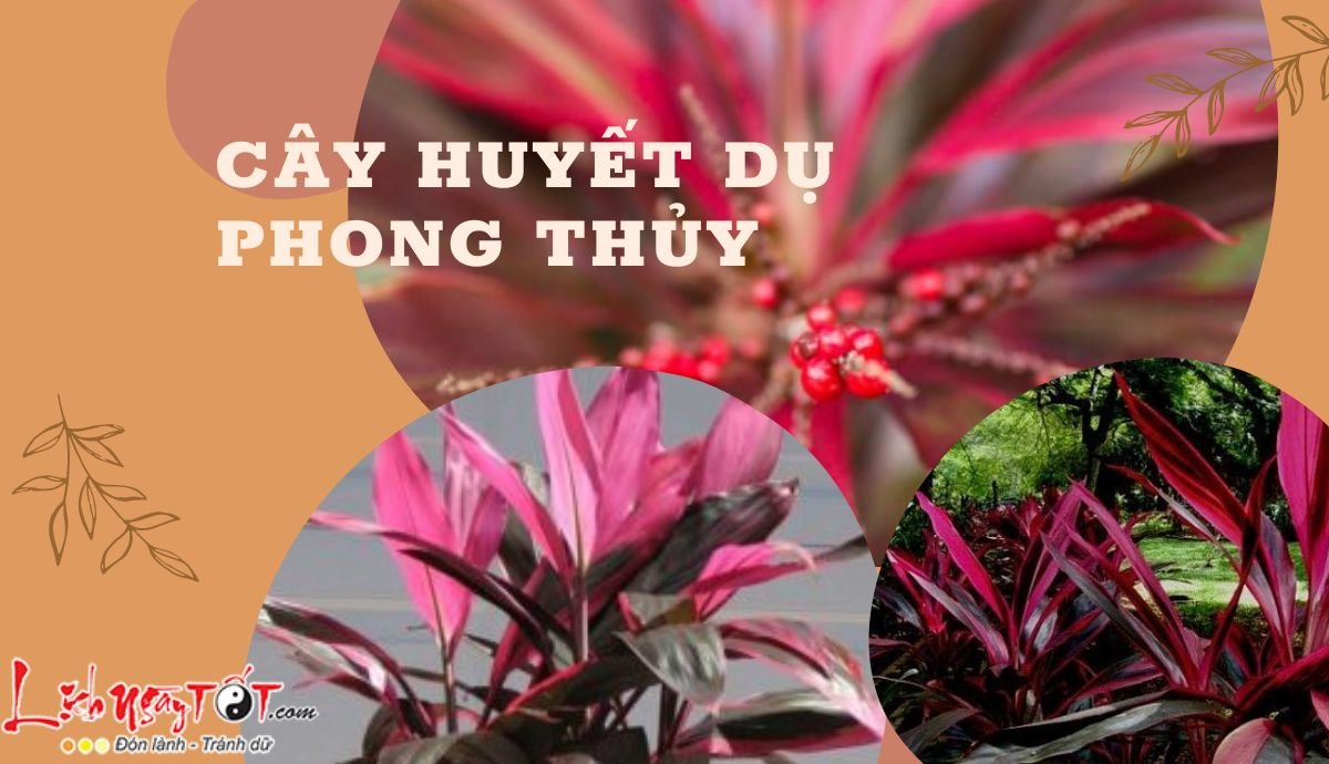 Cay huyet du phong thuy la gi