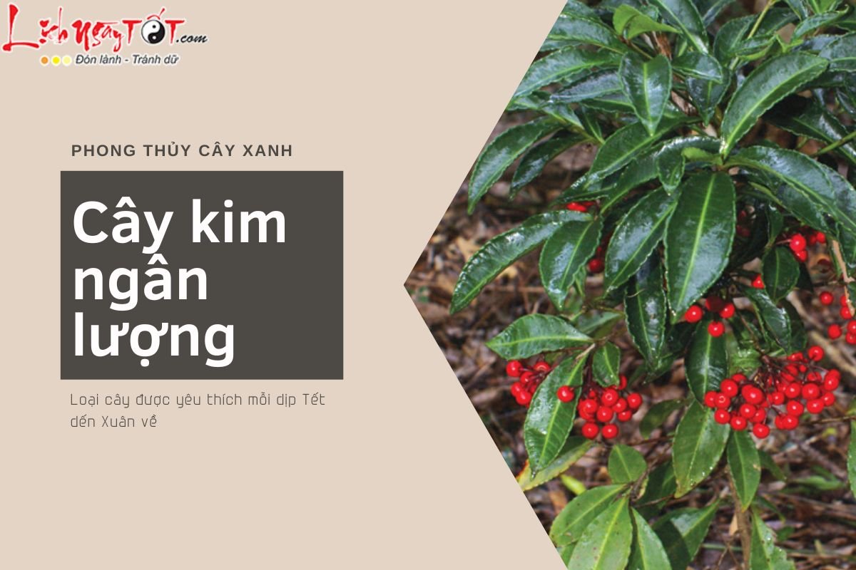 Cây kim ngân lượng Cay kim ngan luong