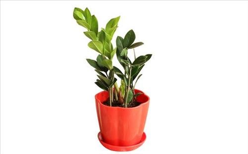 cay kim tien phong thuy