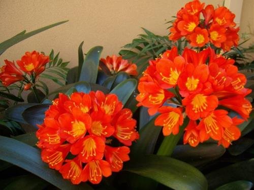 Cây lan quân tử Cay lan quan tu