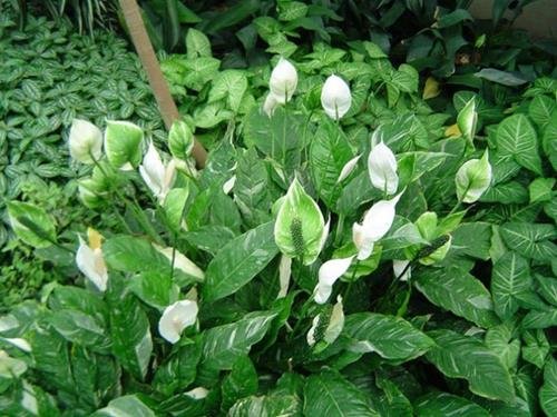 Cây lan ý Cay lan y