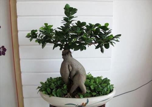 cay nhan sam canh phong thuy