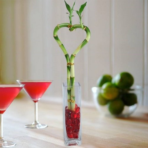 Cay phat loc nen trong voi so luong the nao