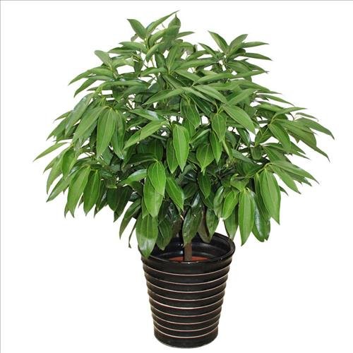 cay phong thuy cat tuong