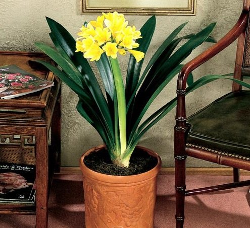 cay phong thuy cat tuong