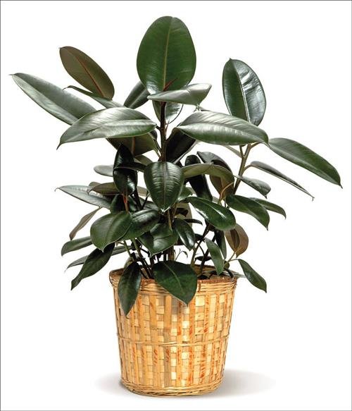 cay phong thuy cat tuong