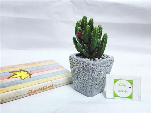 cay phong thuy hoa sat