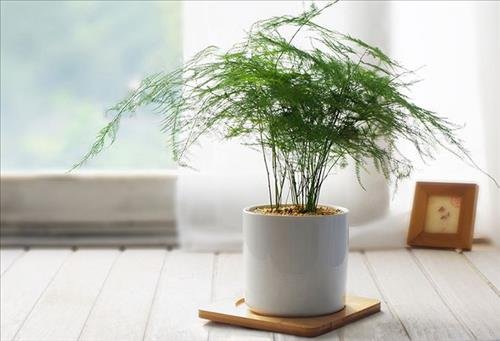 cay phong thuy tot lanh