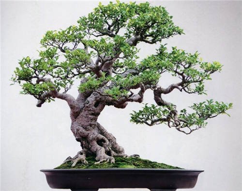 cay phong thuy tot lanh