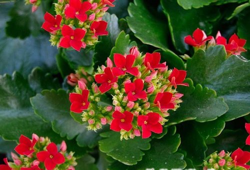 cay phong thuy trong nha