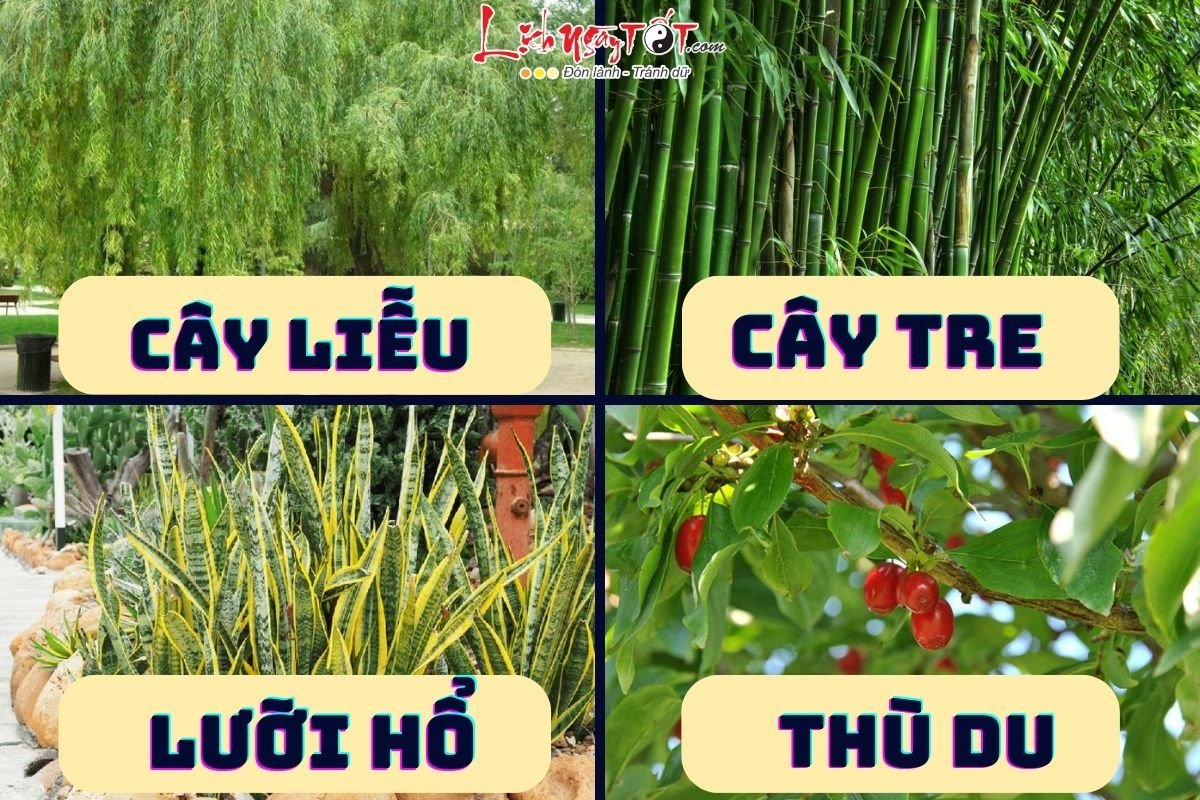 Cây phong thủy trừ tà đuổi vong Cay phong thuy tru ta duoi vong