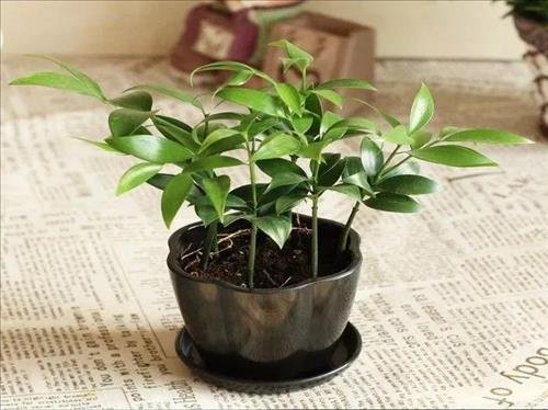 cay phong thuy vuong van