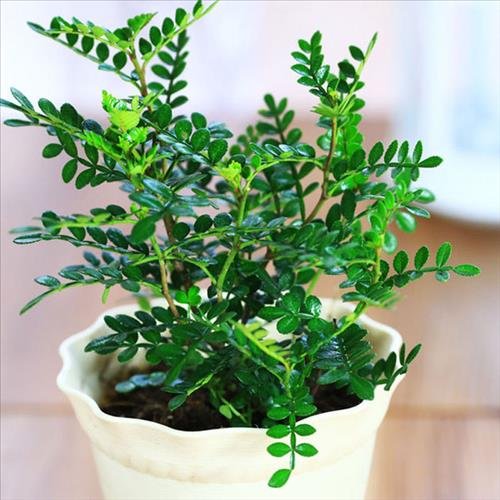 cay phong thuy vuong van