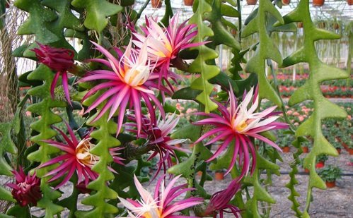 cay phong thuy vuong van