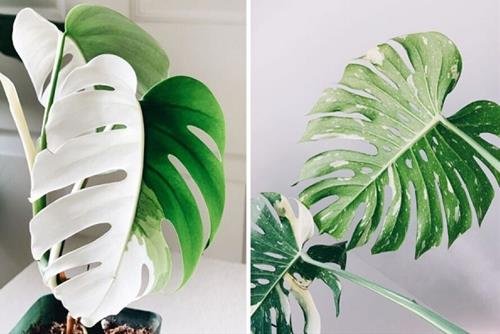 cây trầu bà đột biến