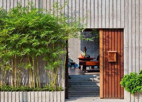 Cay tre truc canh khong nen mua buoi toi