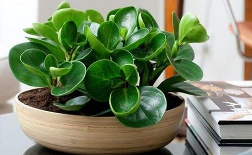 cay truong sinh trong nha giup loc khong khi Cây trường sinh trong nhà giúp lọc không khí
