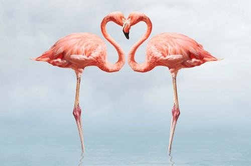 Chim hong hac tuong dong Thien Binh