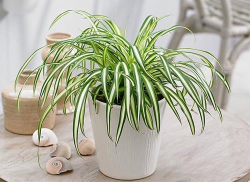 co lan chi phong thuy