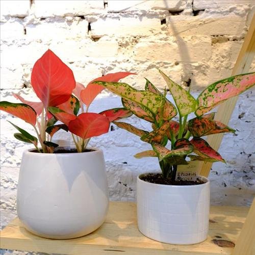 Do noi that cho nguoi menh Tho - cay xanh de ban lam viec Do noi that cho nguoi menh Tho - cay xanh de ban lam viec