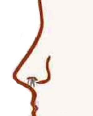 Đọc vị tình duyên, công danh nữ giới qua tướng mũi hình ảnh 4 Doc vi tinh duyen, cong danh nu gioi qua tuong mui hinh anh 4