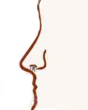 Đọc vị tình duyên, công danh nữ giới qua tướng mũi hình ảnh 5 Doc vi tinh duyen, cong danh nu gioi qua tuong mui hinh anh 5