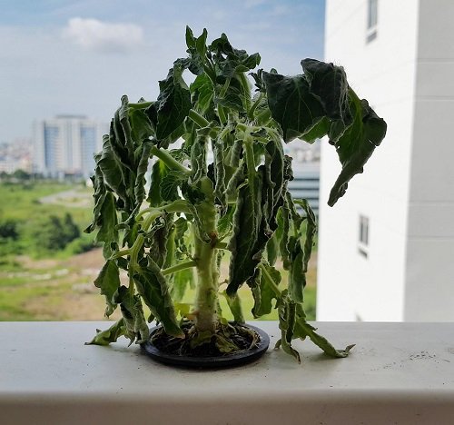 Dung de tien roi vi nhung loi phong thuy gay pha tai hinh anh 2