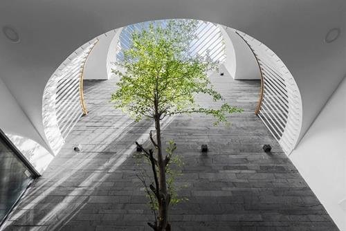 Cây trồng ở giếng trời