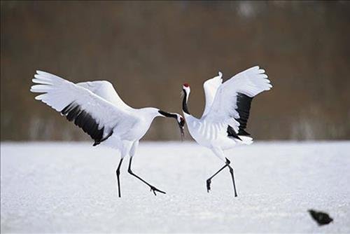 hac-phong-thuy hac-phong-thuy