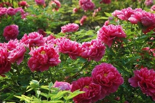 hoa mau don phong thuy