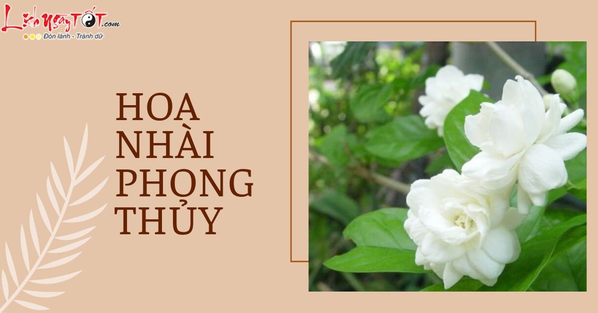 Hoa nhai phong thuy la cay gi