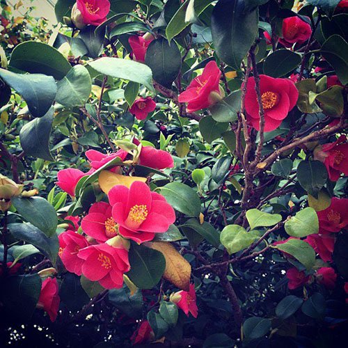 Hoa trà - loài hoa phong thủy xinh đẹp, vượng tài hình ảnh Hoa tra - loai hoa phong thuy xinh dep, vuong tai hinh anh