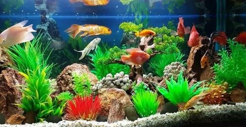 Khong nen cho muon be ca