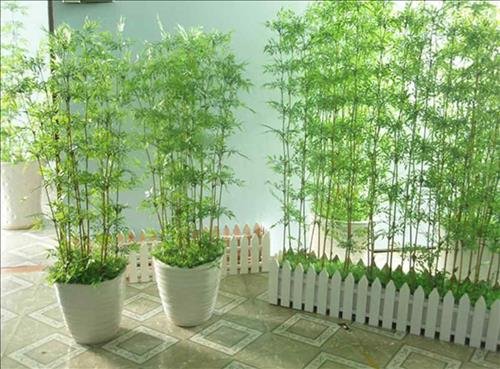 Khong-cham-soc-cay-may-man