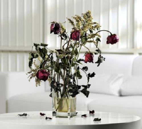 Kieng ky phong thuy dat hoa kho heo trong nha