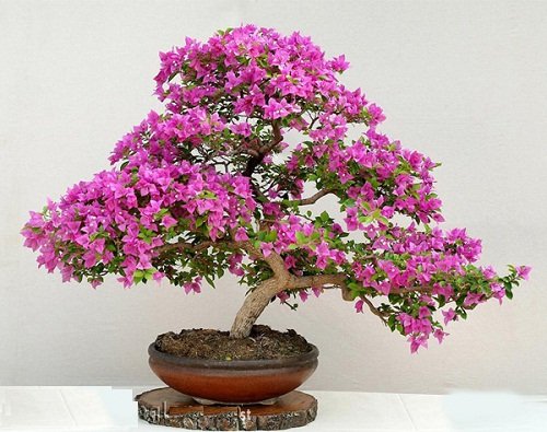 Loi thuong gap khi su dung vat pham phong thuy hinh anh 4