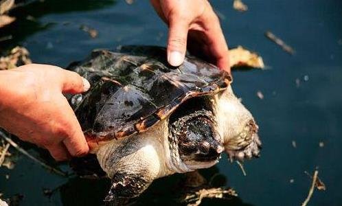 Meo phong thuy Cach hoa giai van xui hieu qua bat ngo hinh anh 2