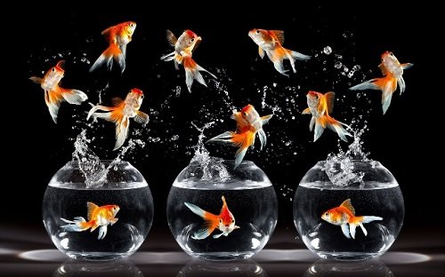 Nắm bắt số lượng cá cảnh cải thiện tài vận gia chủ hình ảnh Nam bat so luong ca canh cai thien tai van gia chu hinh anh