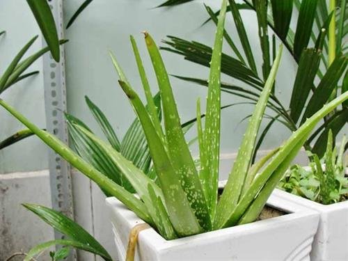 nha dam lam diu khong khi mua He Nha đam làm dịu mát không khí mùa Hè